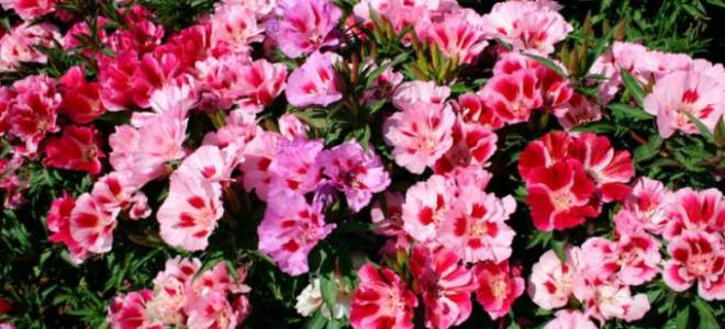 Правильная посадка и особенности ухода за годецией