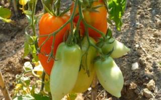 Необычный томат с сочной мякотью и отличными вкусовыми качествами – — Корнабель f1