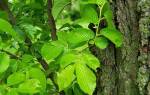 Дерево вяз: виды, лечебные свойства листьев и коры