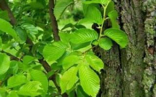 Дерево вяз: виды, лечебные свойства листьев и коры