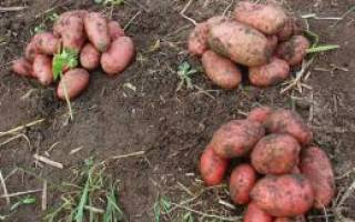 Картофель Розара: описание сорта, полноценный уход от посадки до сбора урожая