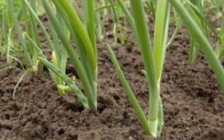 Полезные советы по выращивание репчатого лука из севка