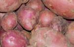 Описание и характеристики сорта картофеля Журавинка, посадка и уход