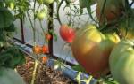 Выращивание томата Севрюга