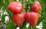 Особенности выращивания и ухода за томатом Розовый мед